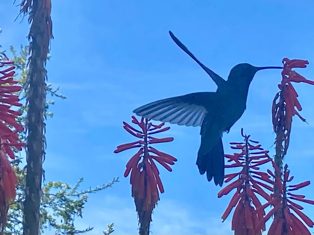 Kolibri