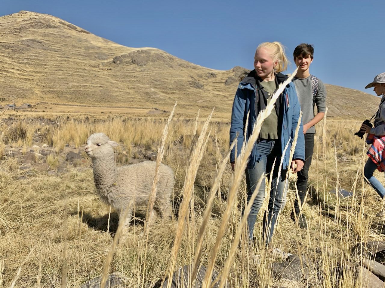Ontmoeting met een alpaca
